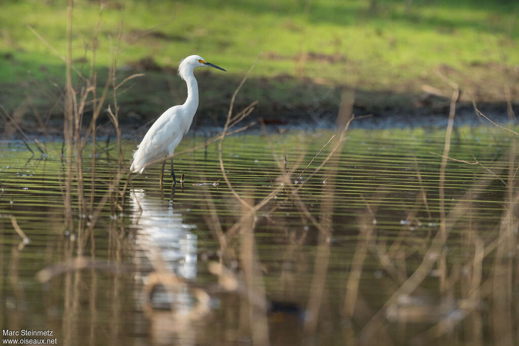 Aigrette neigeuseadulte internuptial, habitat