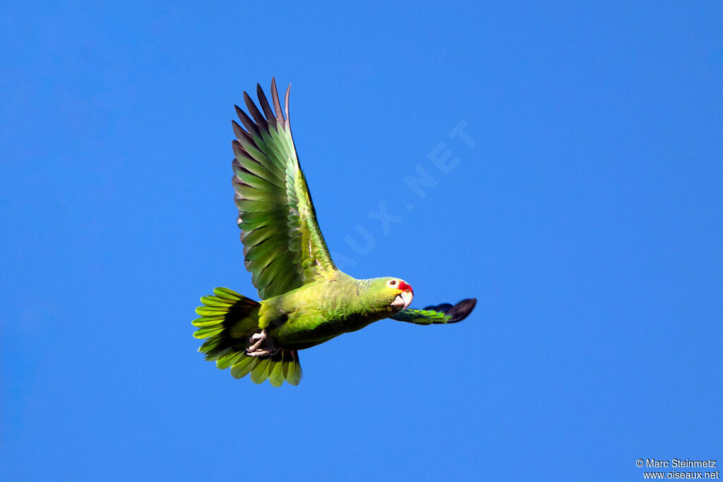 Red-lored Amazon