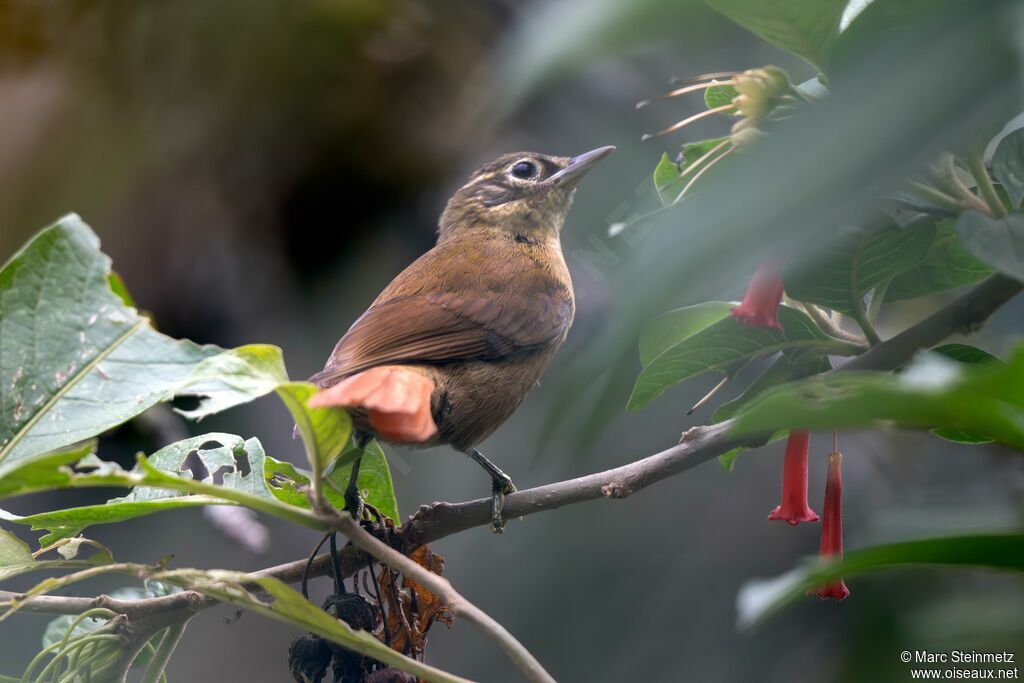 Montane Foliage-gleaner