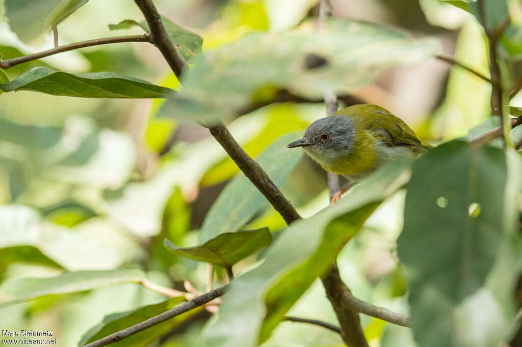 Apalis à gorge jauneadulte, habitat, pêche/chasse