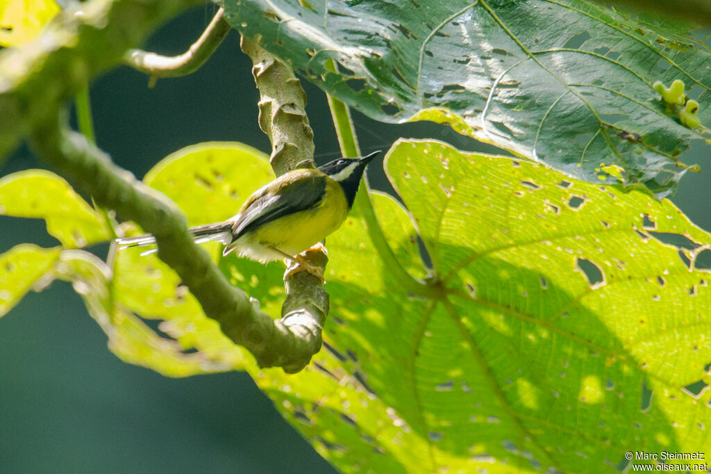 Apalis à gorge noire