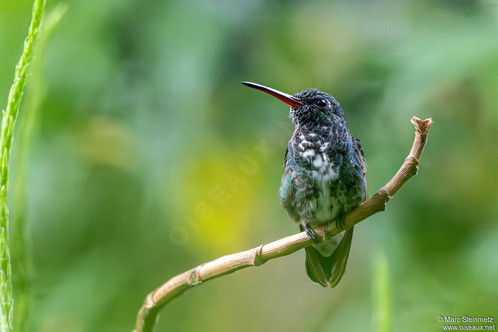 Glittering-throated Emerald
