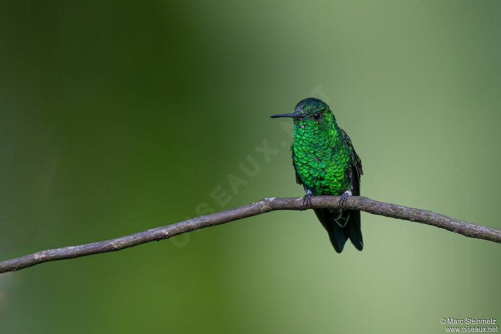 Steely-vented Hummingbird