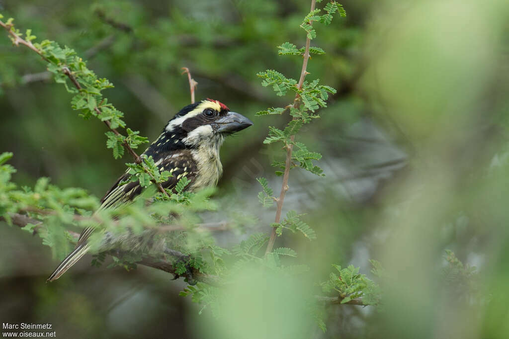 Barbican à diadèmeadulte, habitat