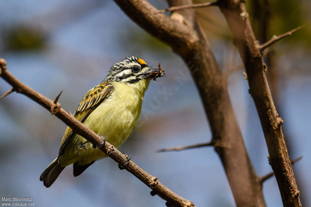 Yellow-fronted Tinkerbirdadult, fishing/hunting