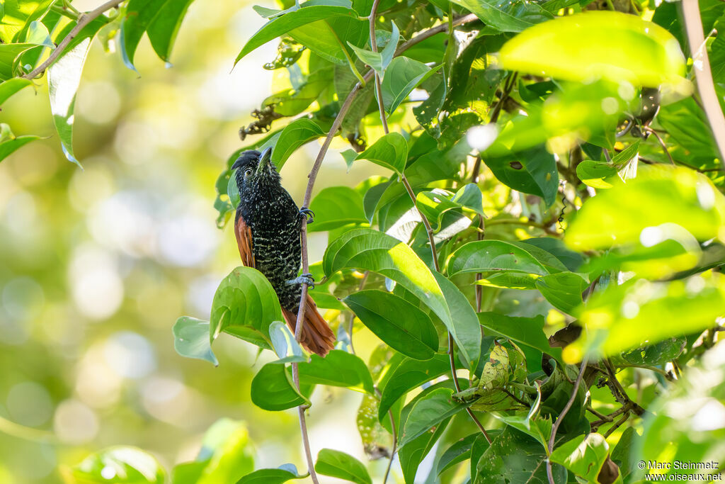 Chestnut-backed Antshrike