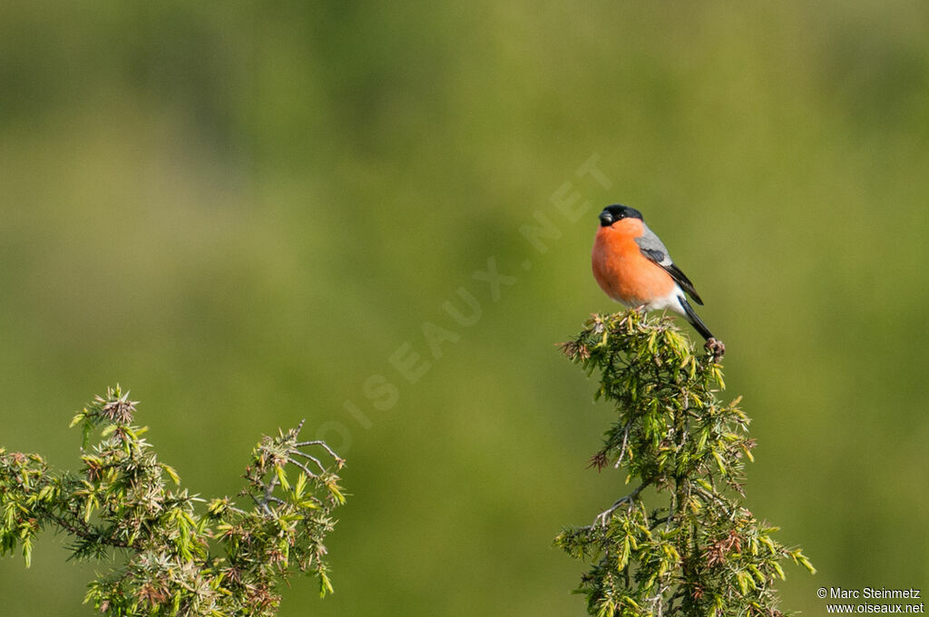 Eurasian Bullfinch male