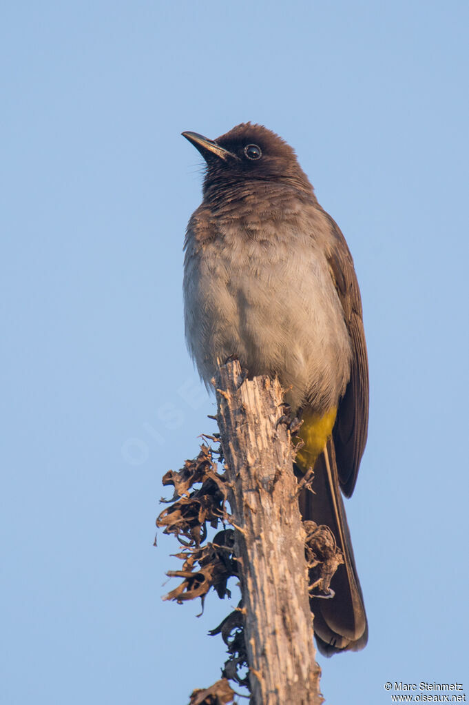 Dark-capped Bulbul