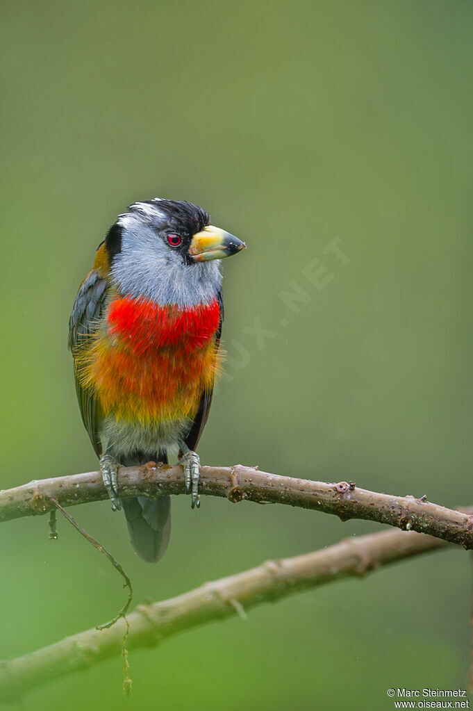 Cabézon toucan