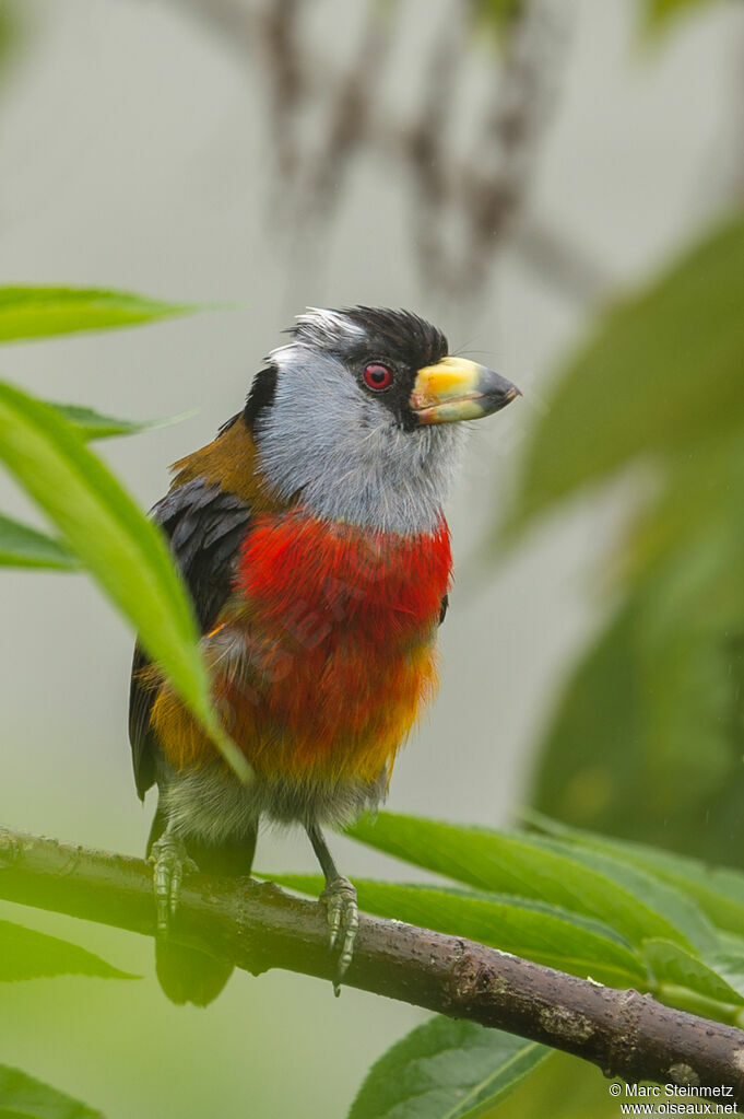 Cabézon toucan
