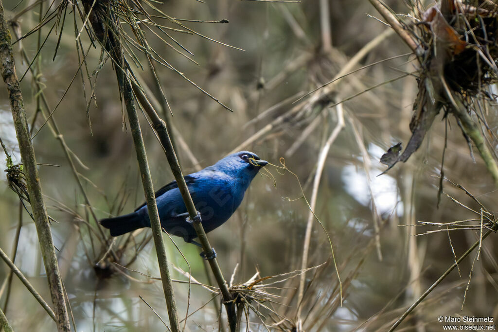 Calliste bleu et noir