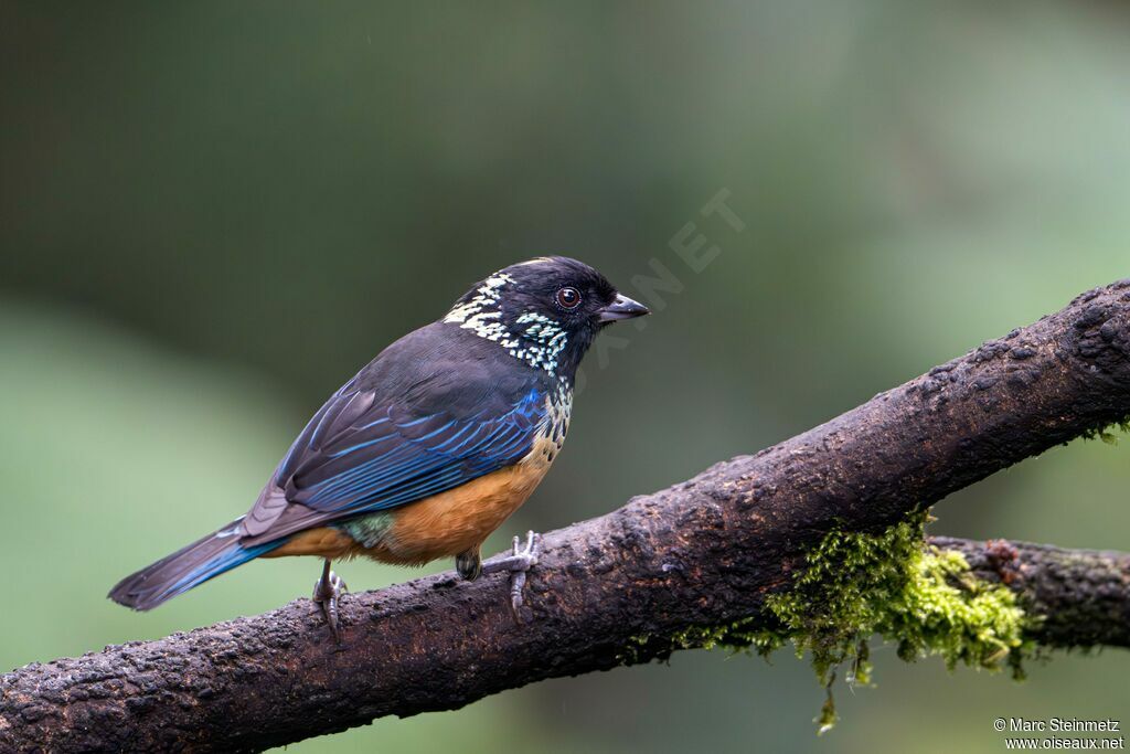 Spangle-cheeked Tanager