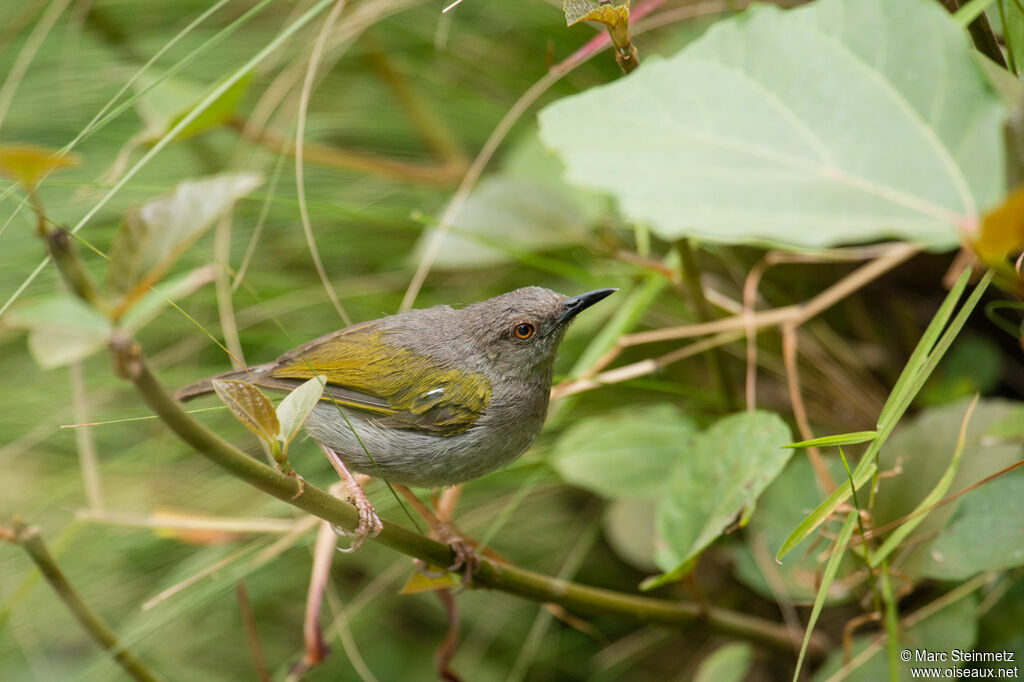 Camaroptère à dos gris
