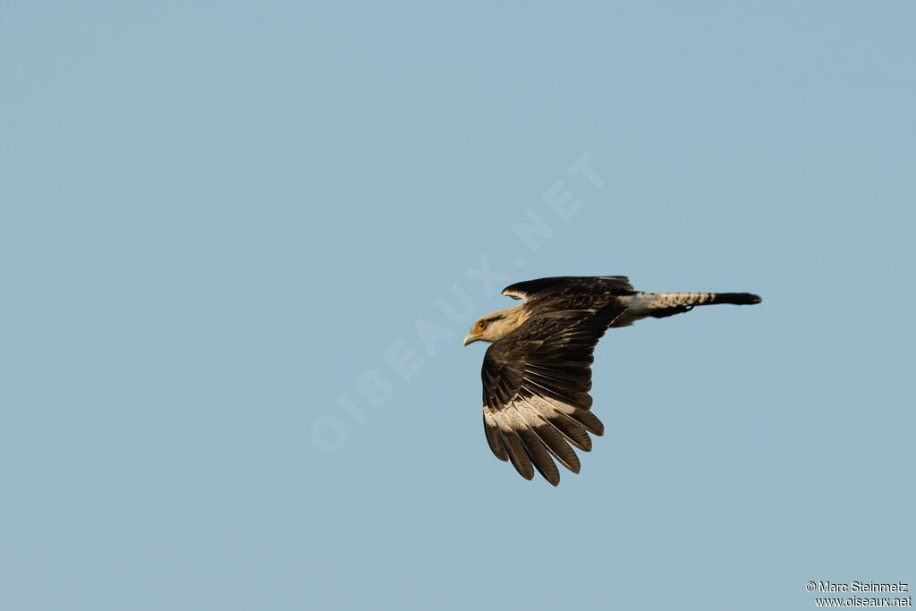 Caracara à tête jaune