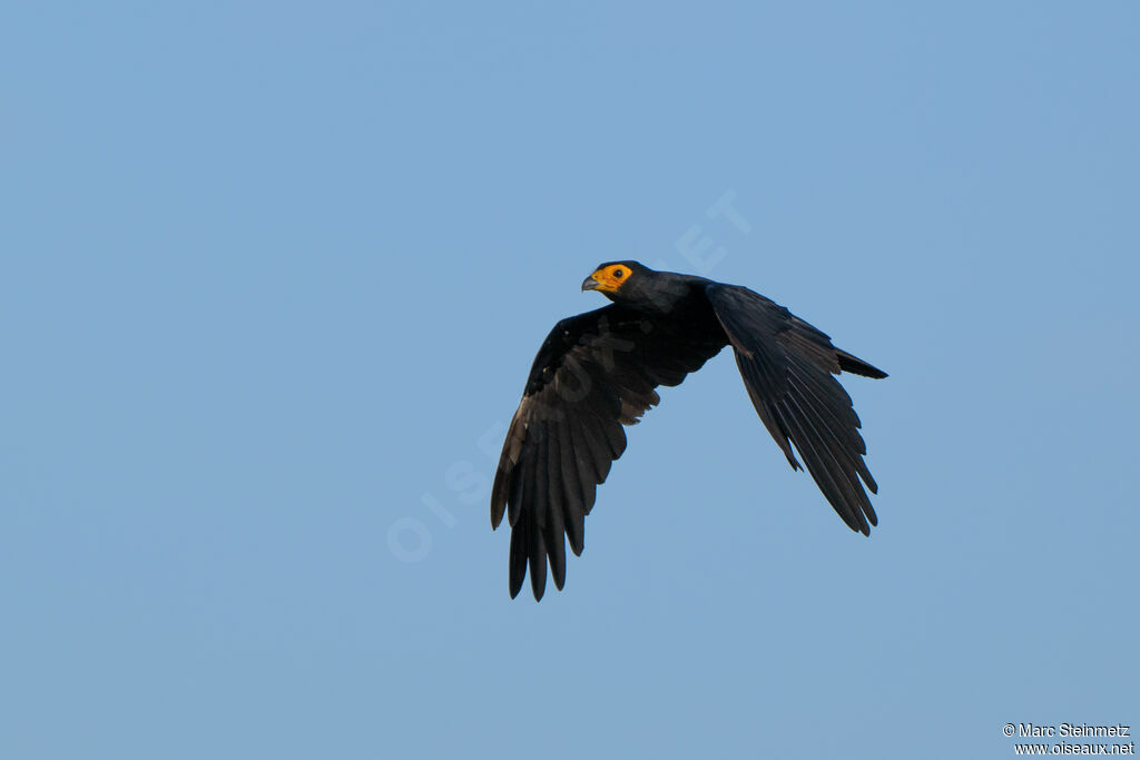 Caracara noir