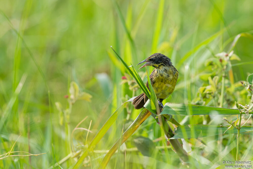 Unicolored Blackbirdjuvenile