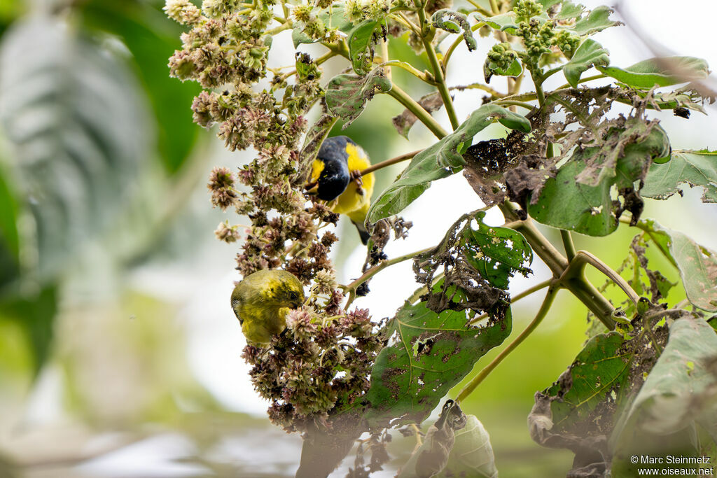 Lesser Goldfinch