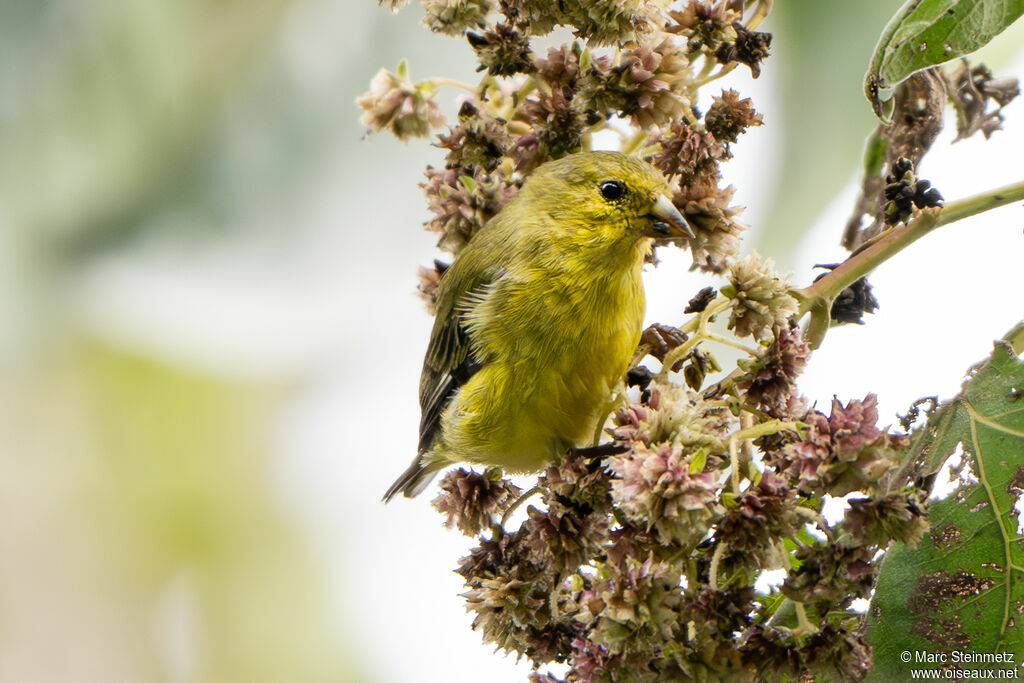 Lesser Goldfinch