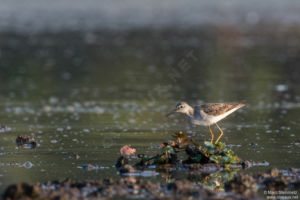Lesser Yellowlegs