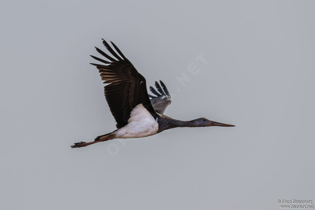 Black Stork