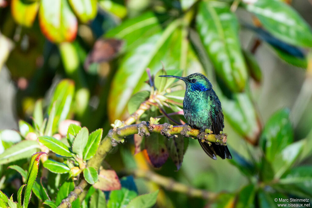 Colibri cyanote