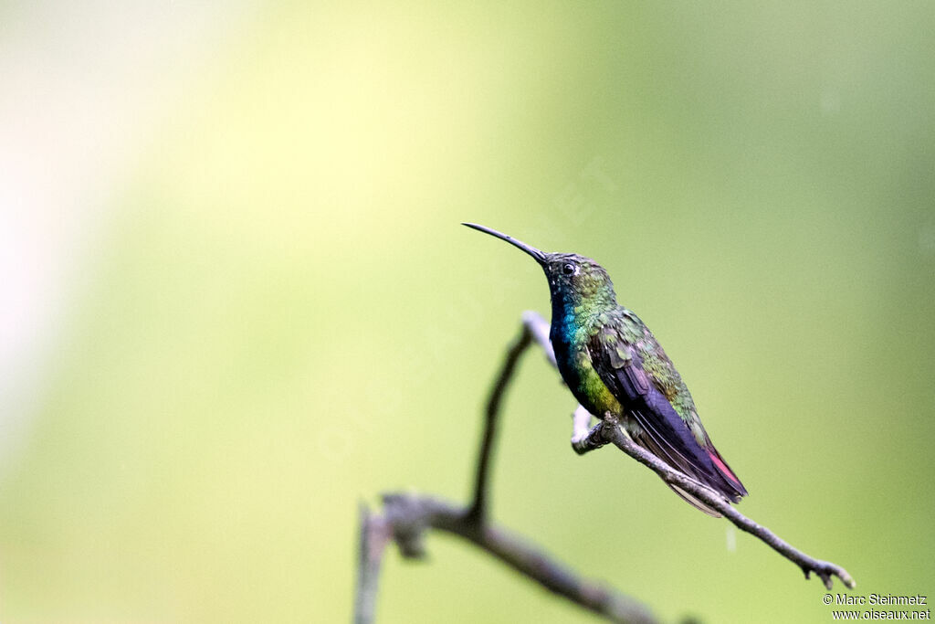 White-vented Plumeleteer