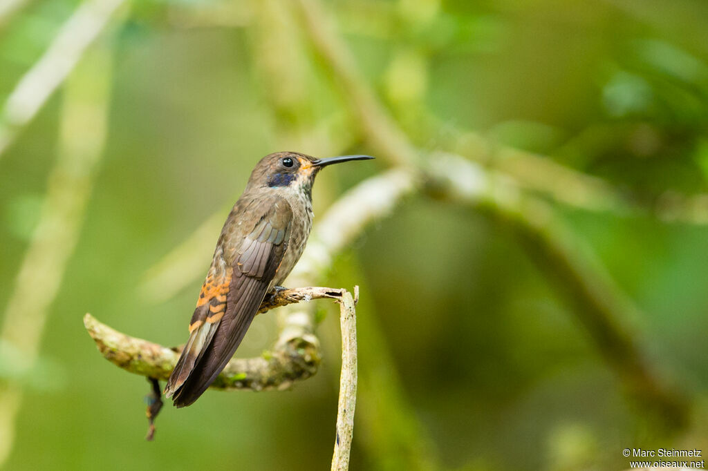Colibri de Delphine