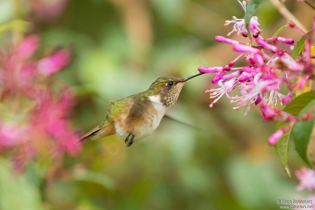 Volcano Hummingbird