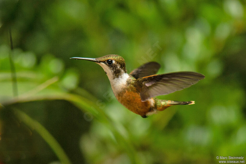 Colibri magenta femelle