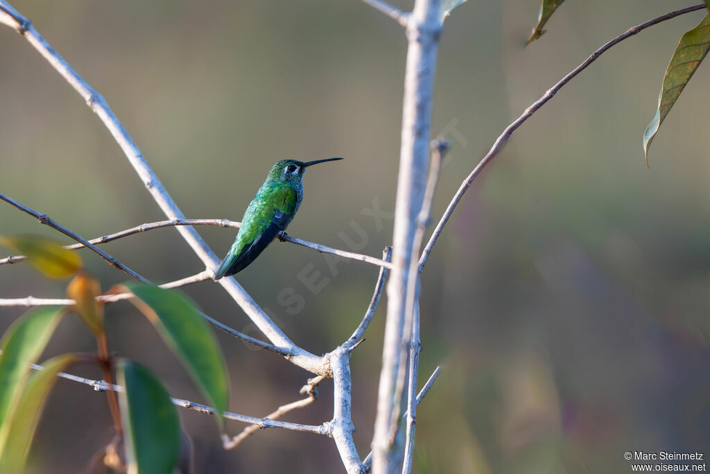 Green-tailed Goldenthroat
