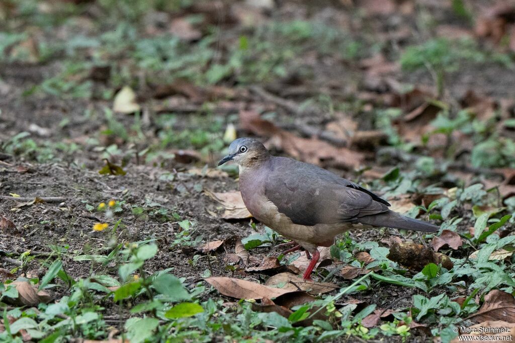 Tolima Dove