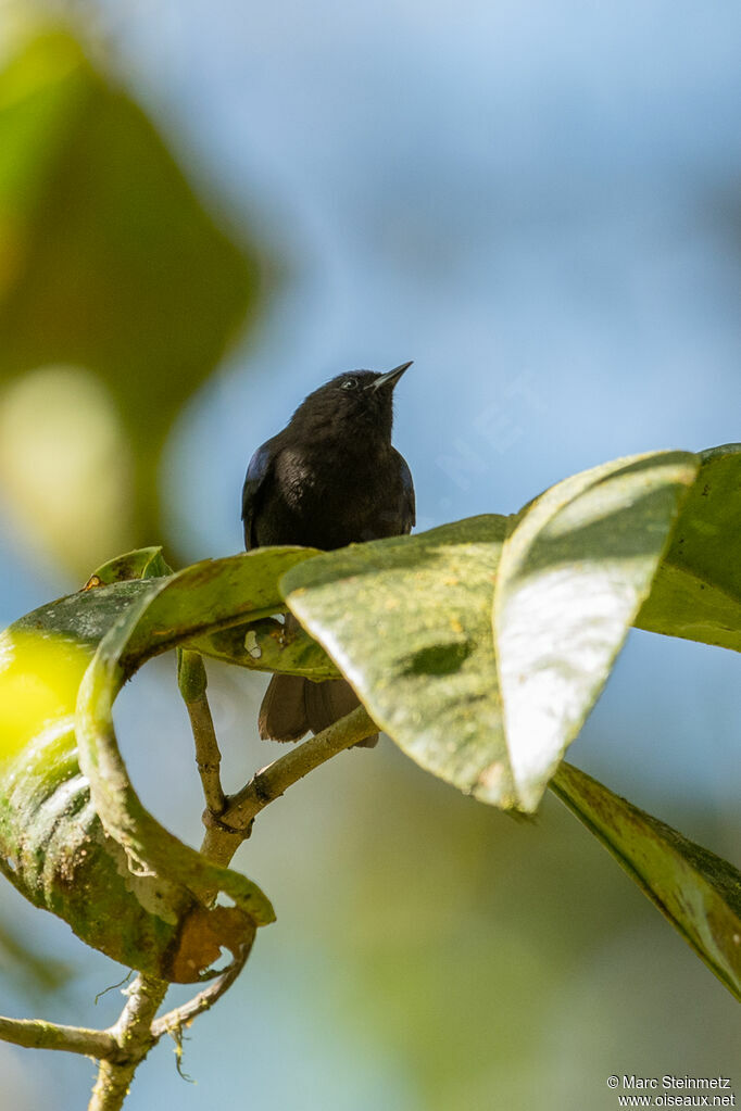 Capped Conebill