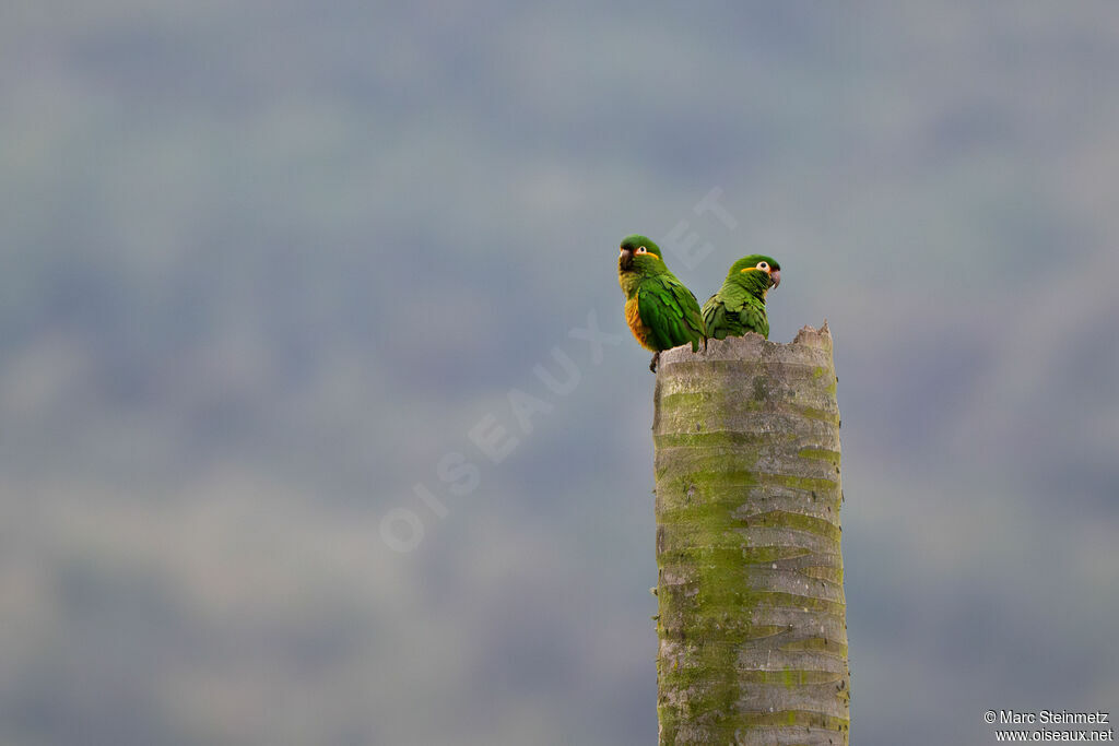 Conure à pinceaux d'or