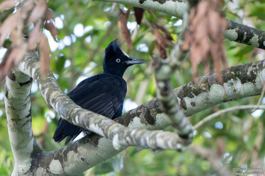 Amazonian Umbrellabird