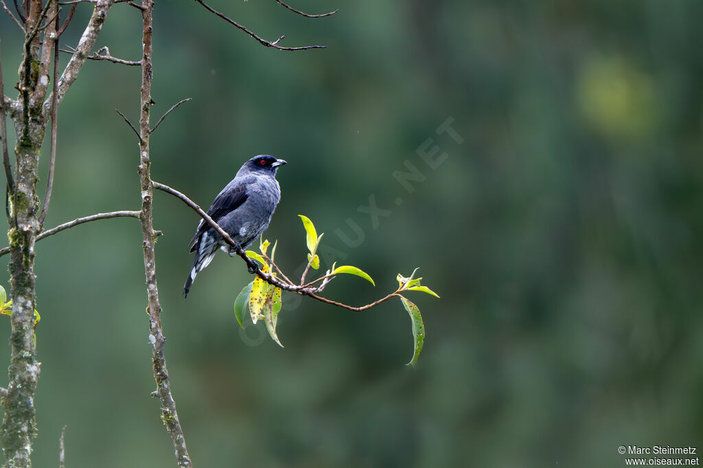 Cotinga à huppe rouge