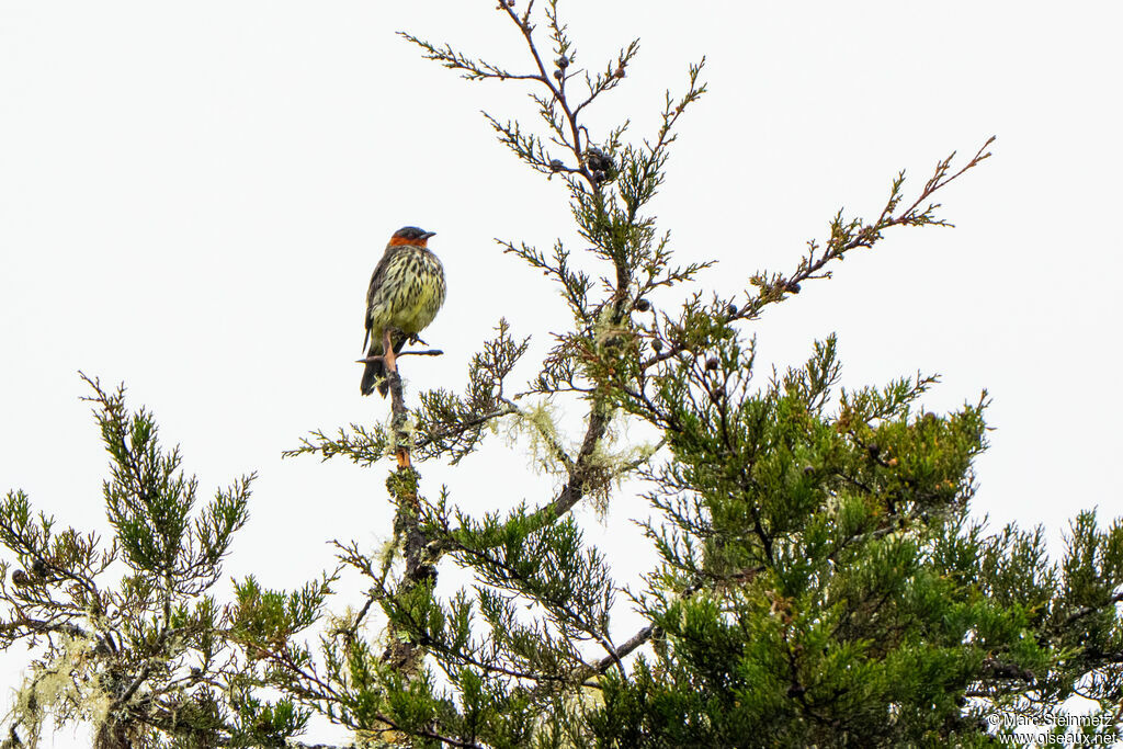 Chestnut-crested Cotinga