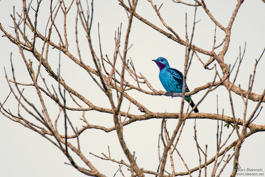 Blue Cotinga