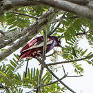 Cotinga pompadour