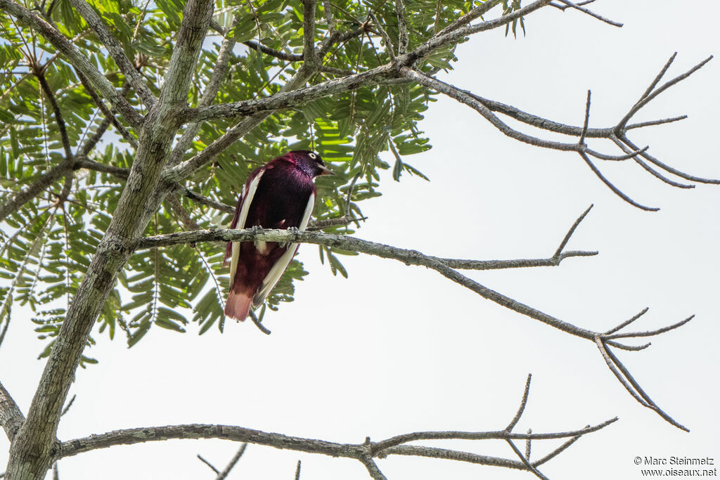 Cotinga pompadour