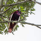Cotinga pompadour