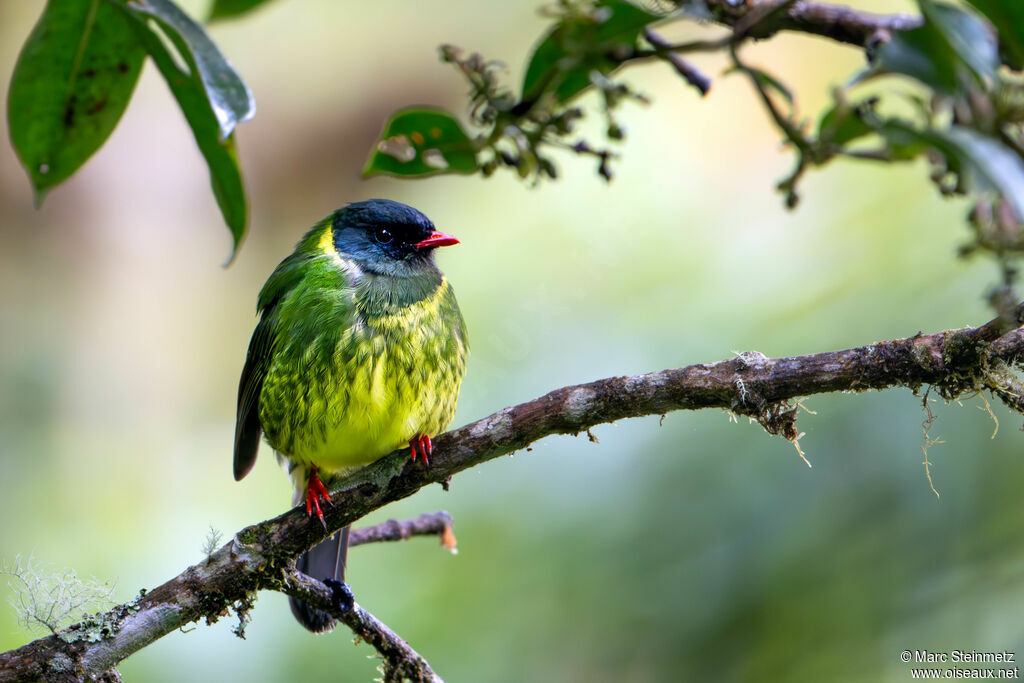 Cotinga vert et noir