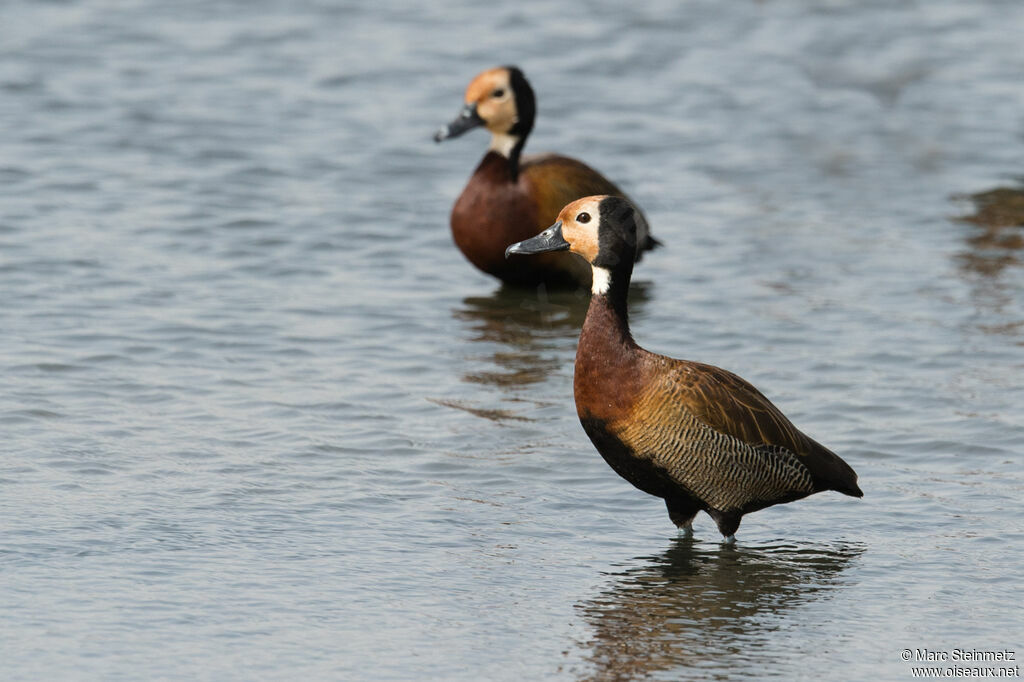 Dendrocygne veuf