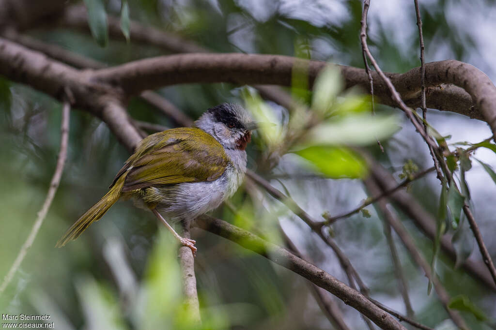 Grey-capped Warbleradult, identification