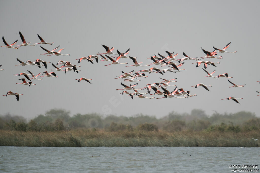 Flamant rose