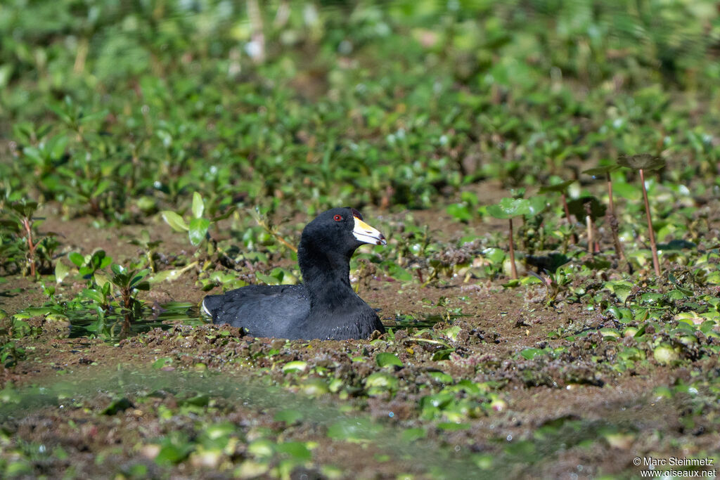 Foulque d'Amérique