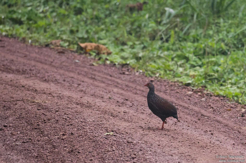 Handsome Spurfowl