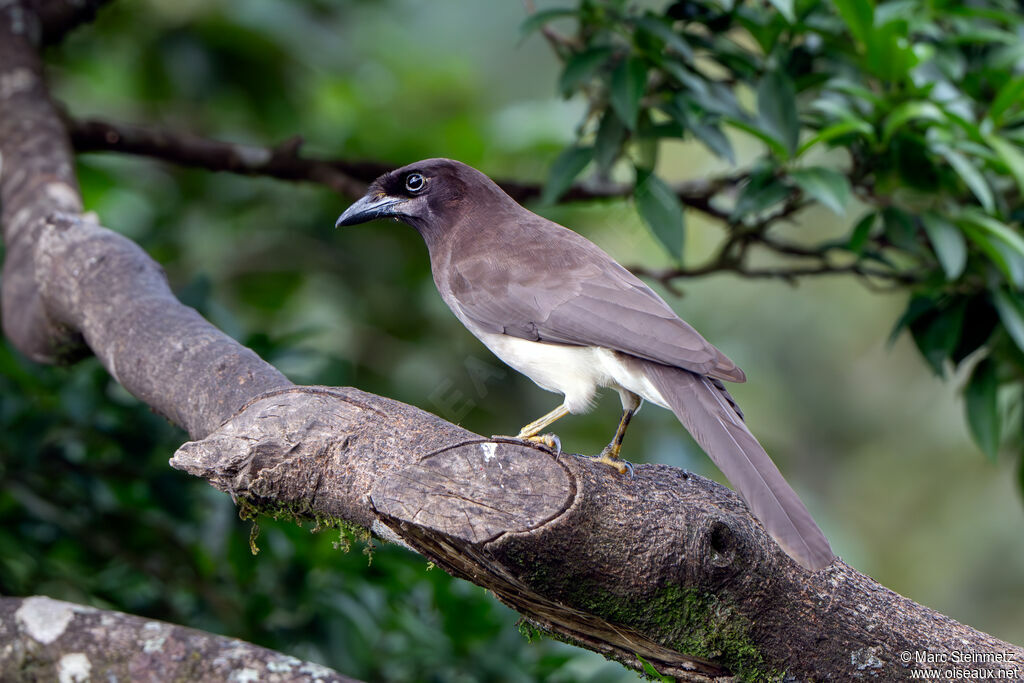 Brown Jay