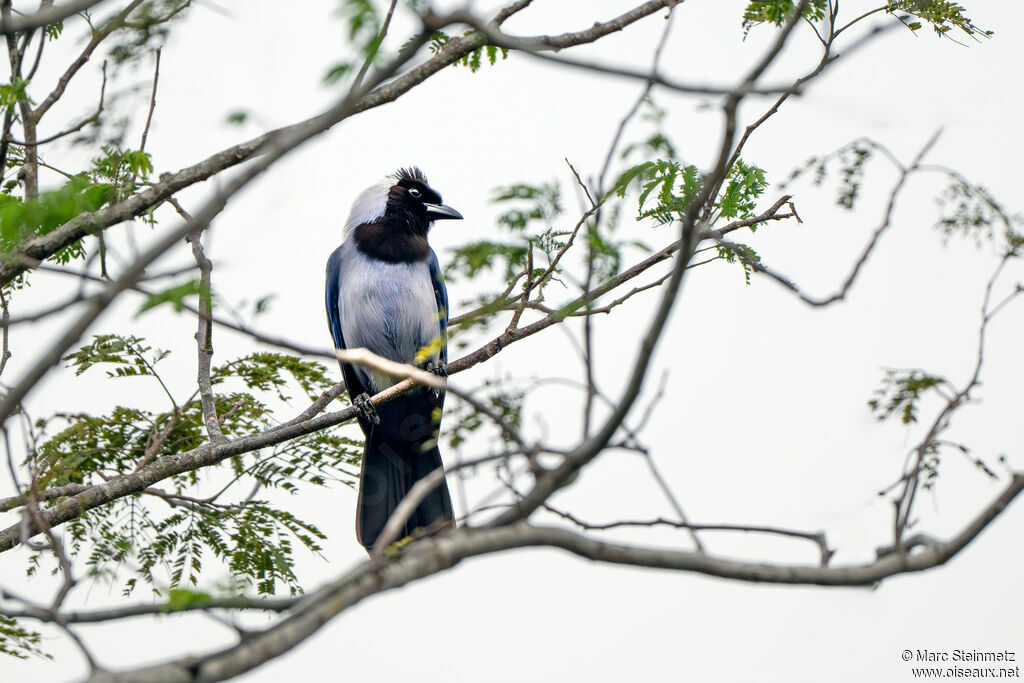 Violaceous Jay
