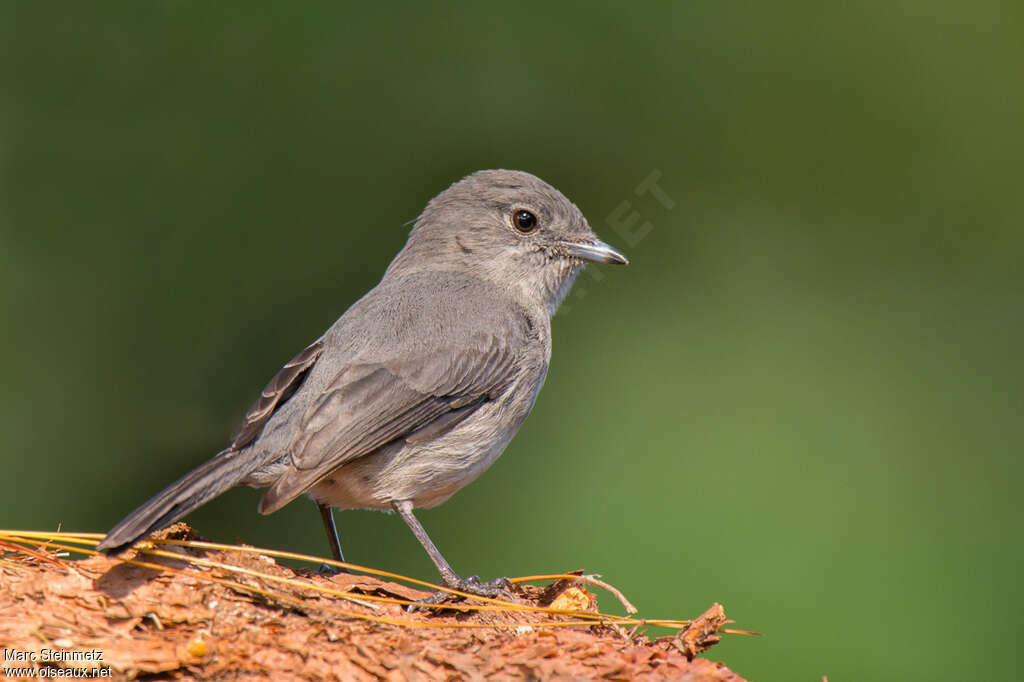 White-eyed Slaty Flycatcheradult, identification