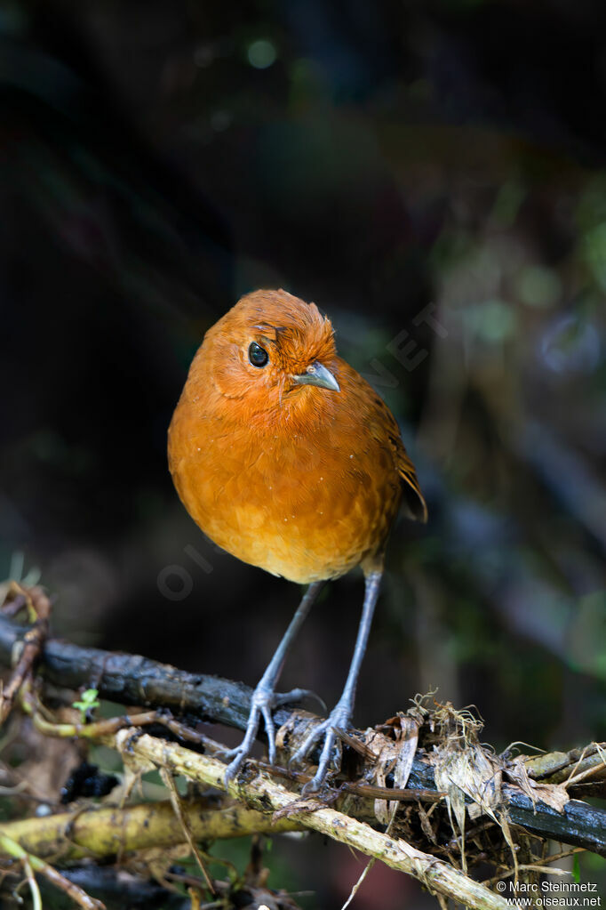 Chami Antpitta